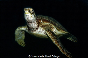 Turtle in the dark by Jose Maria Abad Ortega 